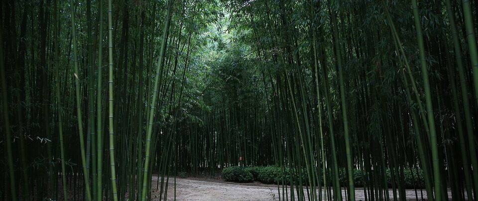 bamboe bos bamboe ondergoed en textiel